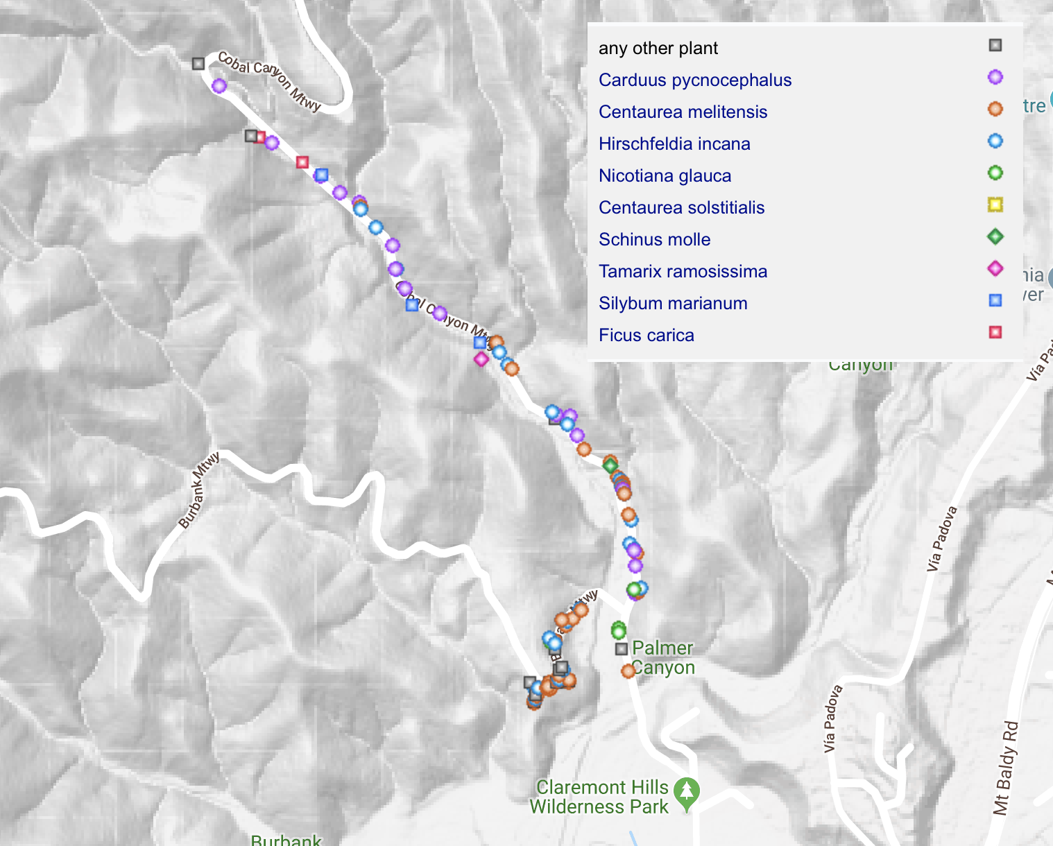 Invasive plants Cobal Canyon