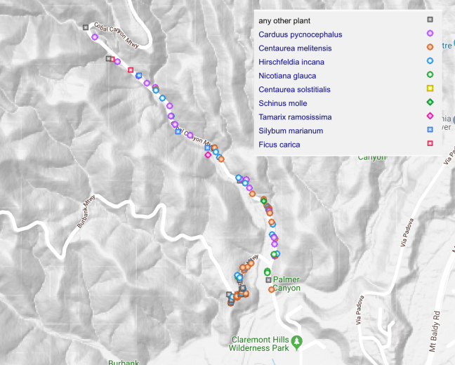 Invasive plants Cobal Canyon