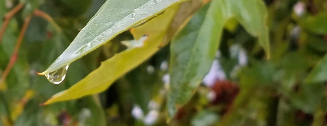 rain_drop_sycamore-20181013_100509