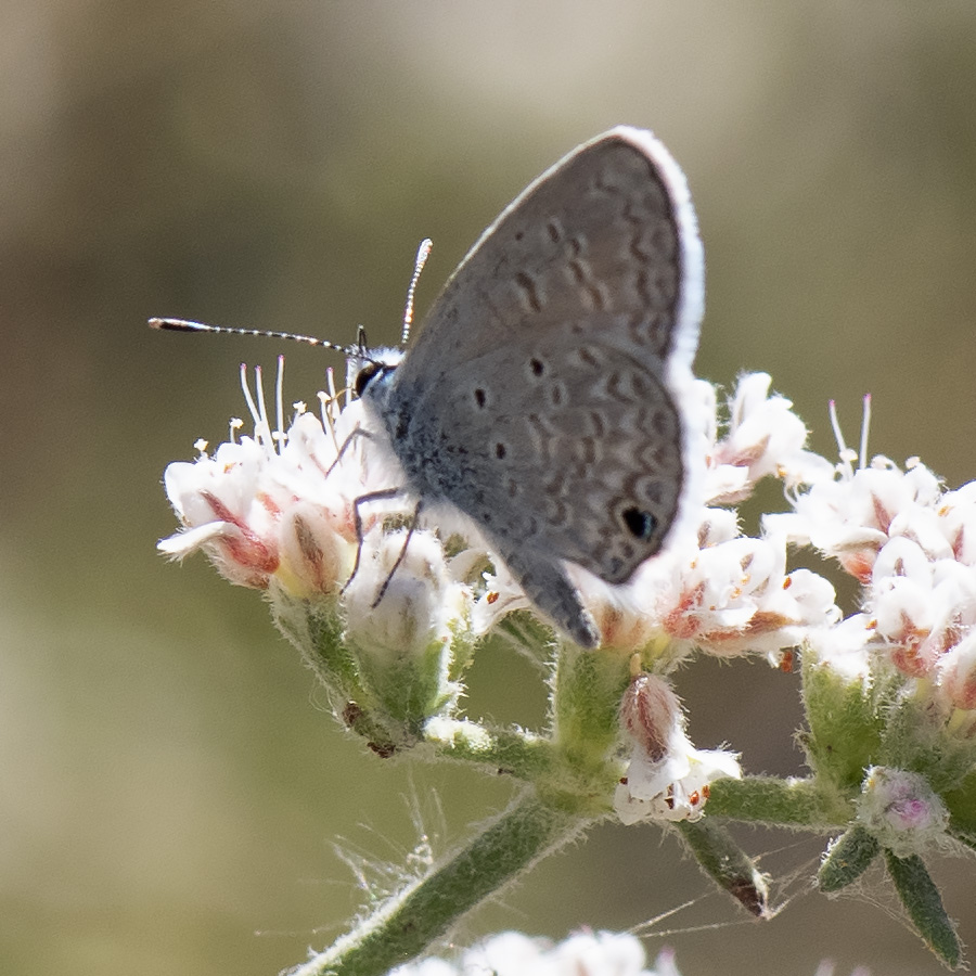 Hemiargus_ceraunus-071219-4036.jpg