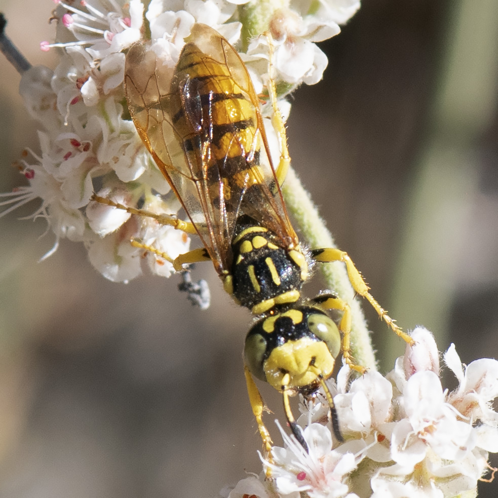 Philanthus_multimaculatus-071319-4145