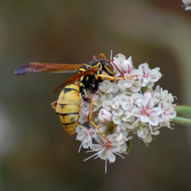 Polistes_aurifer-061309-0191.jpg