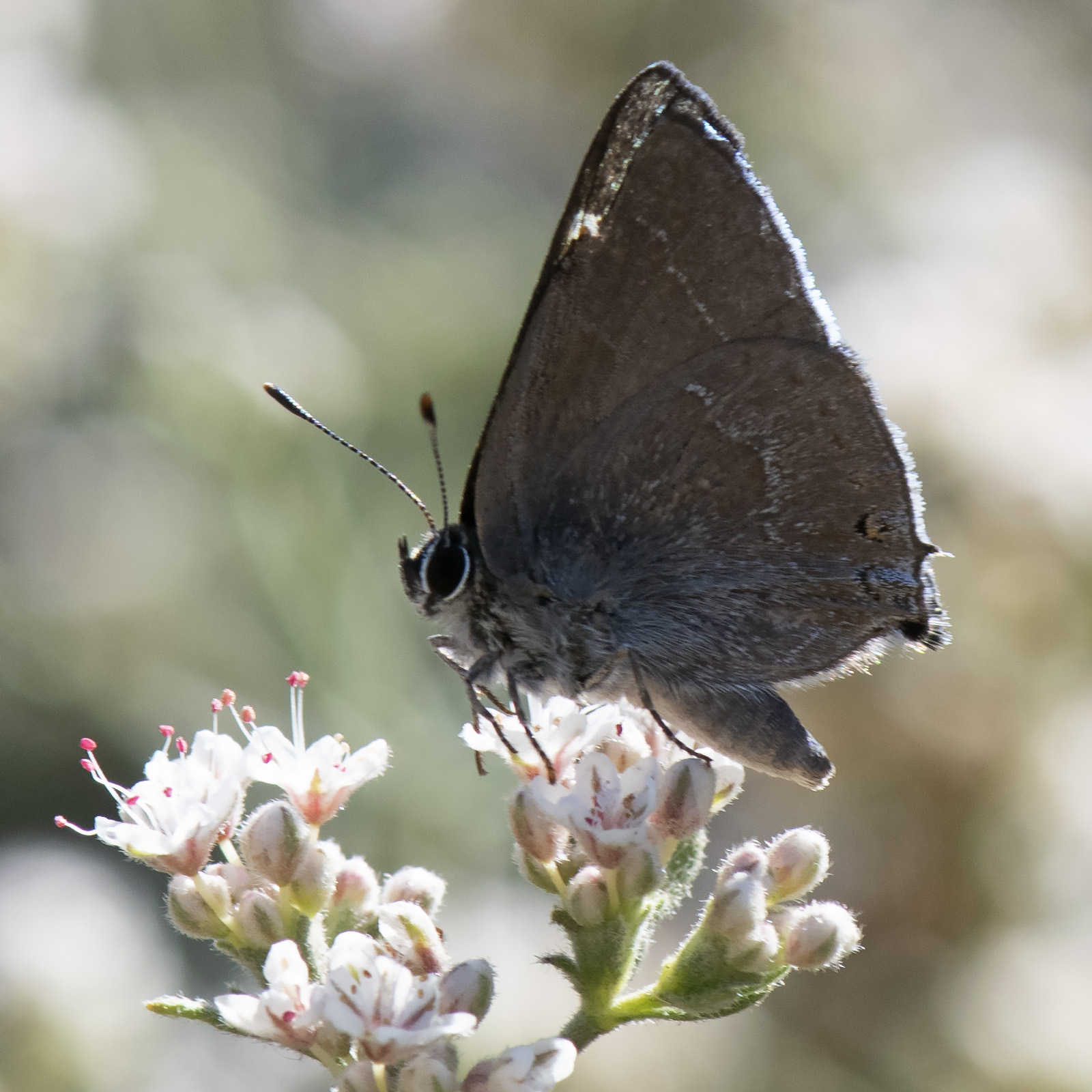 Satyrium_tetra-071219-4094