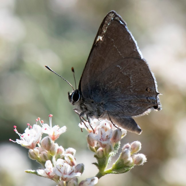 Satyrium_tetra-071219-4094