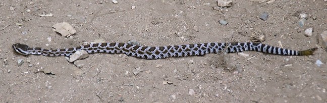 Crotalus_oreganus_helleri-071219-3615.jpg