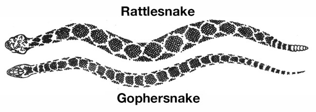rattlesnake-gophernake.jpg