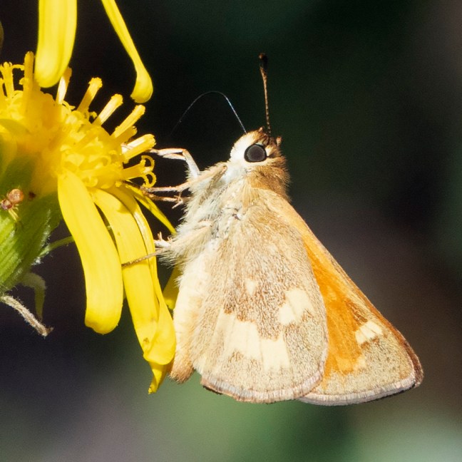 Ochlodes_sylvanoides-090819-5517