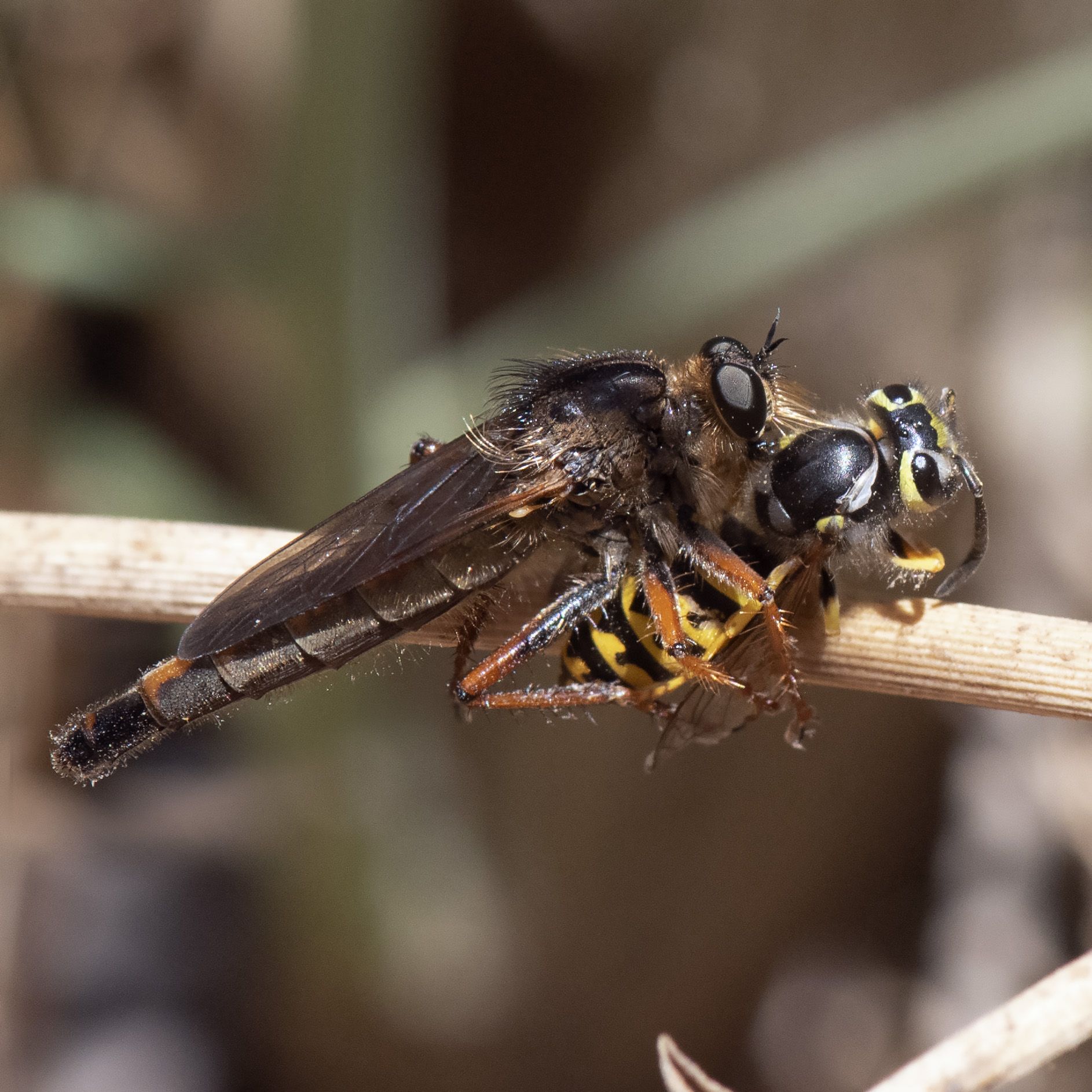 Robber_fly-090819-5435