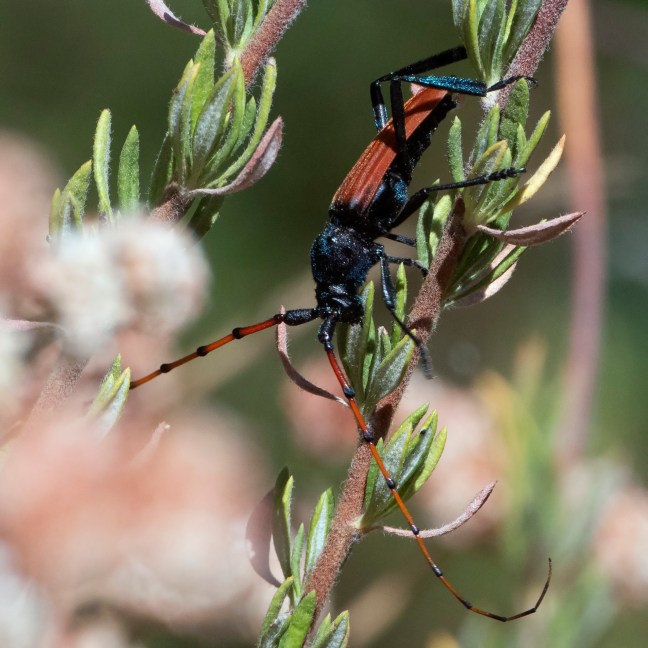 Tragidion_annulatum-090819-5486