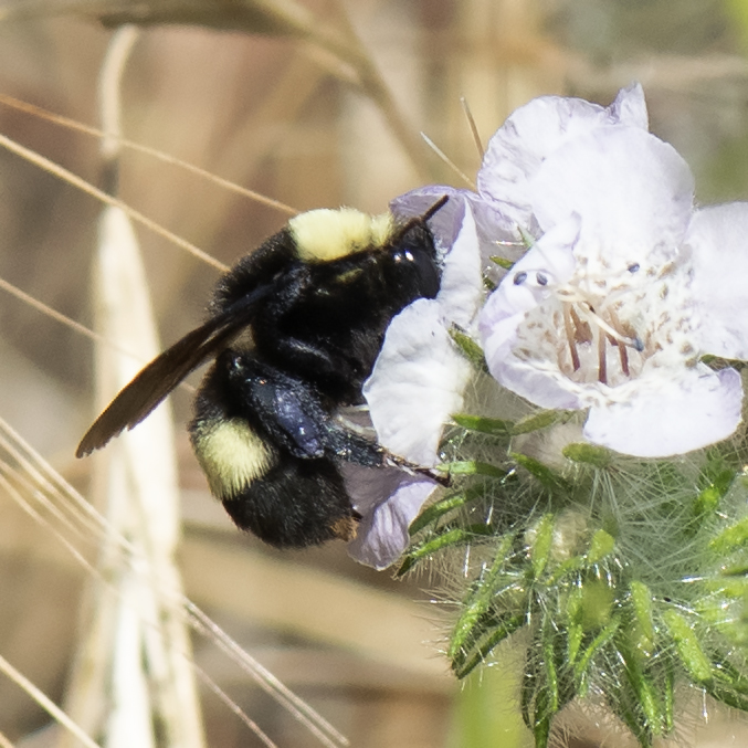 Bombus_crotchii-051419-3113