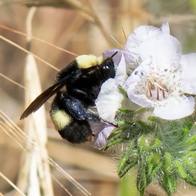 Bombus_crotchii-051419-3113