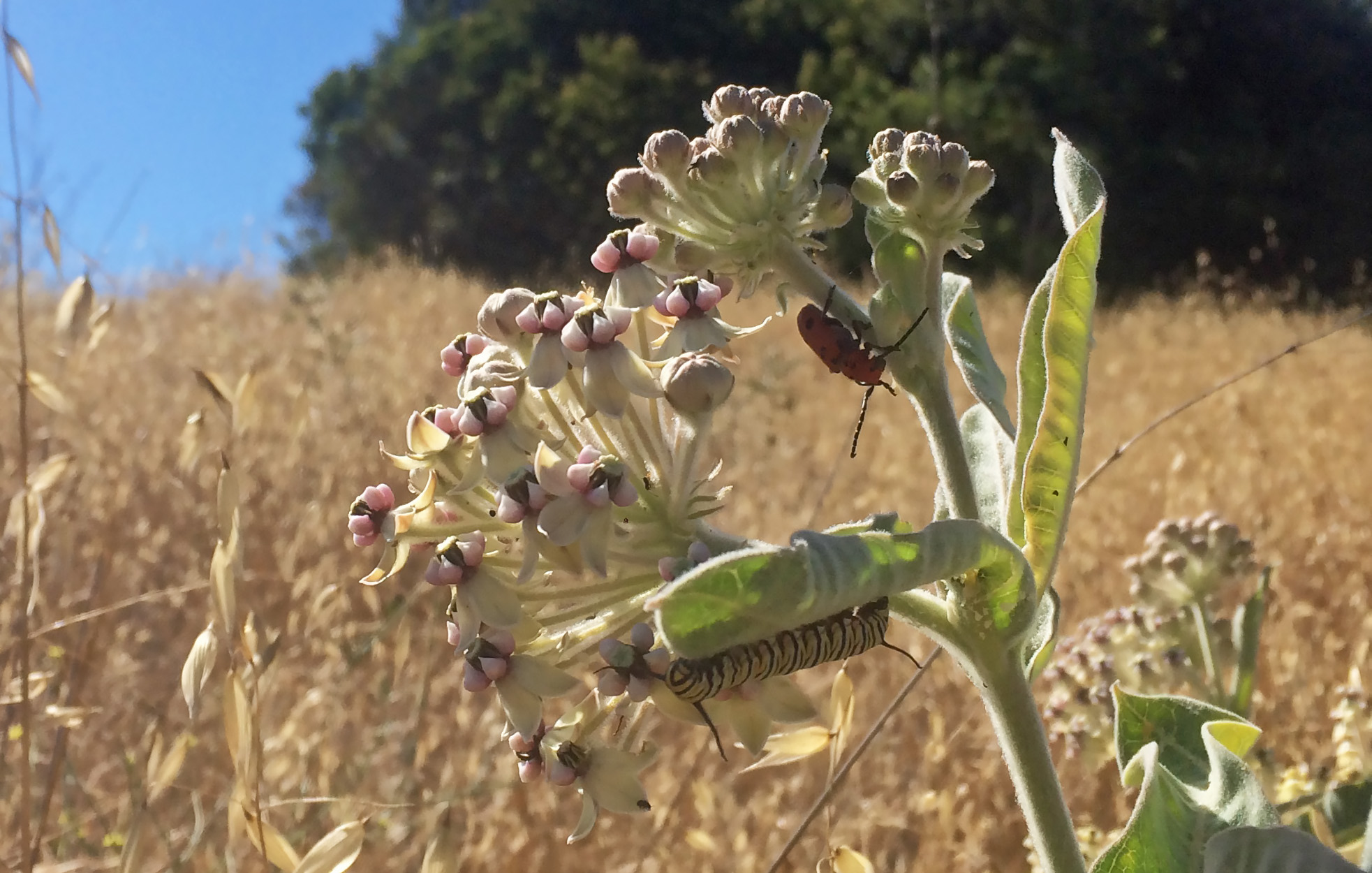danaus_plexippus_cat-062821-jm09.27.25-1