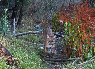A Mountain Lion