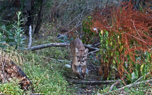A Mountain Lion